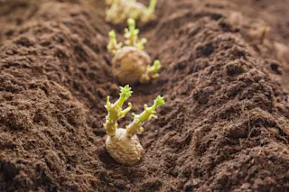 growing-potato
