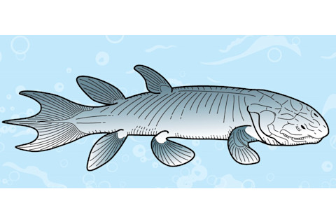 Eusthenopteron
