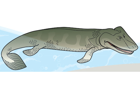 Tiktaalik