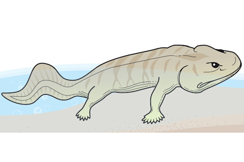 Acanthostega