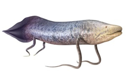 Lobe-finned fish