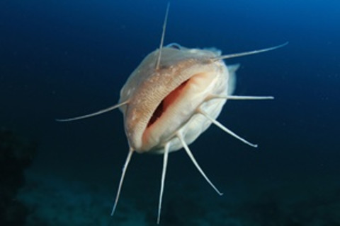 Eel catfish