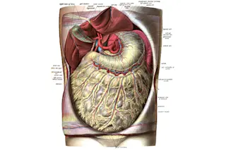 Gut Diagram - Wikimedia Commons