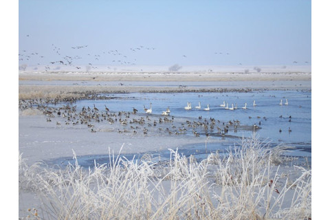Road salt on wetland communities