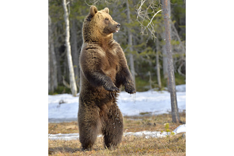Brown Bear - Shutterstock