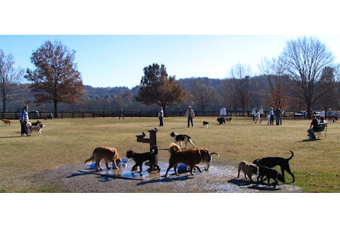 Dog park