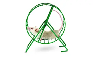 Mouse in Wheel - Shutterstock