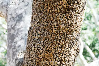 Trypophobia Acorn Woodpecker Tree - Flickr https://www.flickr.com/photos/emiliechenphoto/26774009851