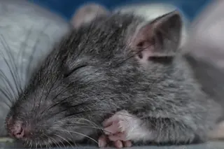 Rats Dream About the Places They Want to Explore