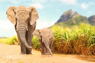 Elephants - Shutterstock