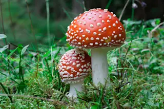 amanita muscaria