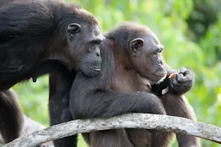 chimp groom social activity