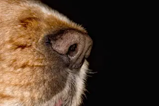 Dog nose