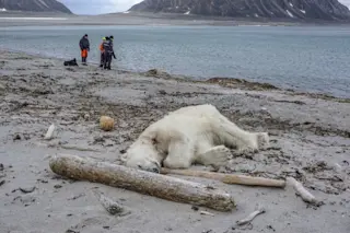 Cruise Ship Polar Bear - Governor of Svalbard