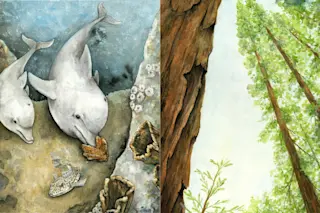 Tree-Dolphins