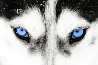 Husky - Shutterstock