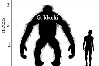 Gigantopithecus comparison