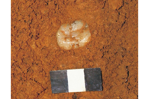 A gigantopithecus tooth in situ in Chuifeng Cave, China. The scale bar is 3 centimeters. (Credit: Wei Wang)