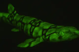 Glowing Green Shark Scyliorhinus retifer - David Gruber