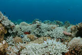 Bleached Corals - Shutterstock