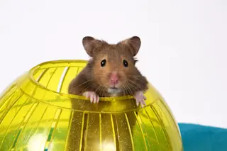Hamster