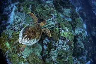 NG PRISTINE SEAS p050-1 SLI7728