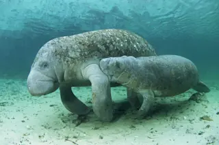 Manatees - USFWS
