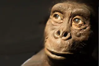 An artist’s depiction of Lucy, the world’s most famous Australopithecus africanus.