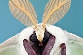 The True Face of Bugs, From Beautiful to Bizarre intro