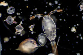 Plankton - Shutterstock