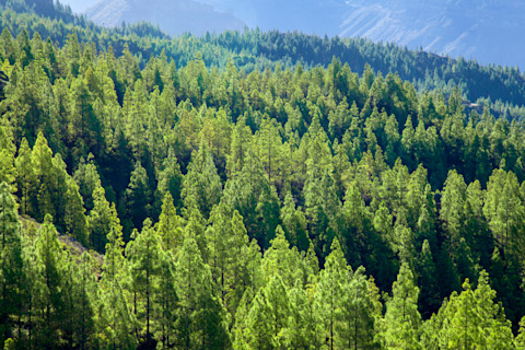 Forest Aerial View - Shutterstock
