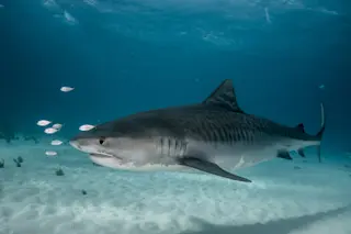 Tiger Shark swimming