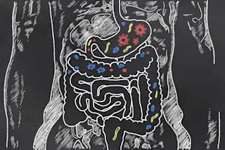 Human Gut Microbiome - Shutterstock
