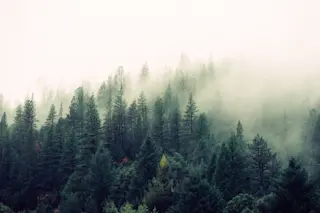Forest in Fog - Shutterstock