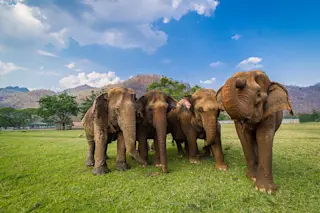 Elephants - Shutterstock