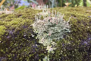 Lichens - Field Museum