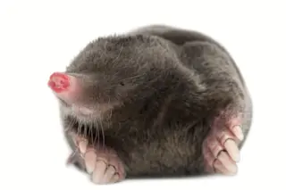 DSC-TW1119 01 mole shutterstock