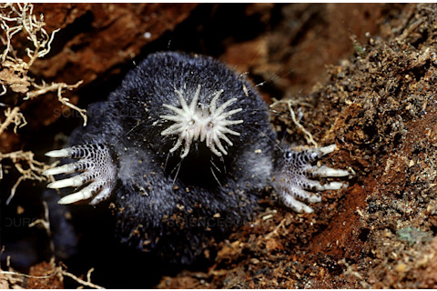 DSC-TW1119 02 Star-nosed mole