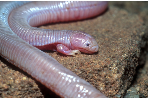 DSC-TW1119 03 Mexican mole lizard