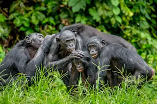 Bonobos - Shutterstock