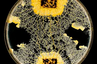 DSC-CR1119 01 slime mold