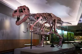 Sue the T. rex - The Field Museum