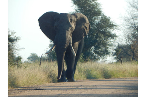 African Elephant, Kruger National Park - Gemma Tarlach