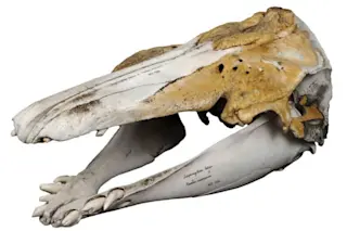 Beluga Narwhal Hybrid Skull, Narluga - Natural History Museum of Denmark