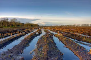 Flooded Corn Field - Shutterstock
