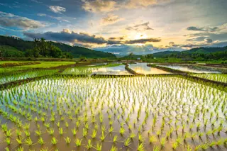 Flooded Rice Field - Shutterstock