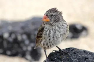 Darwin's Finch Galapagos - Shutterstock