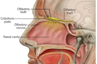 olfactory-768x558