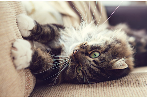 Cat Scratch