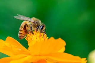Honeybee counting ah ah ah - Shutterstock